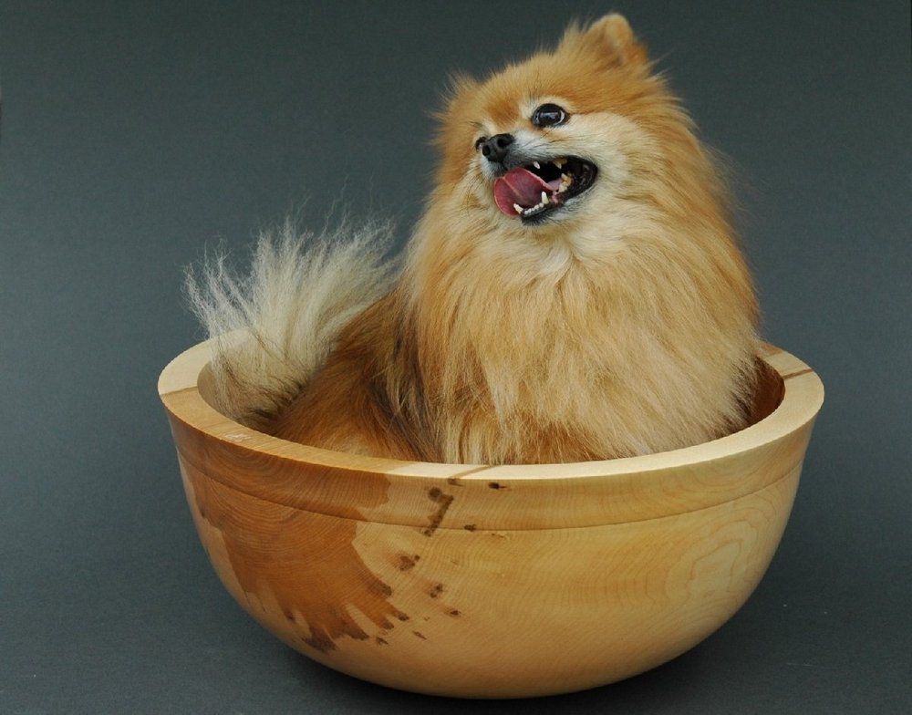 Maple Salad Bowl with Jazzy